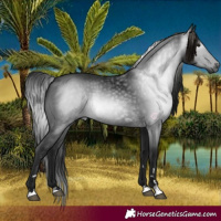 Horse Color:Gray Black 
