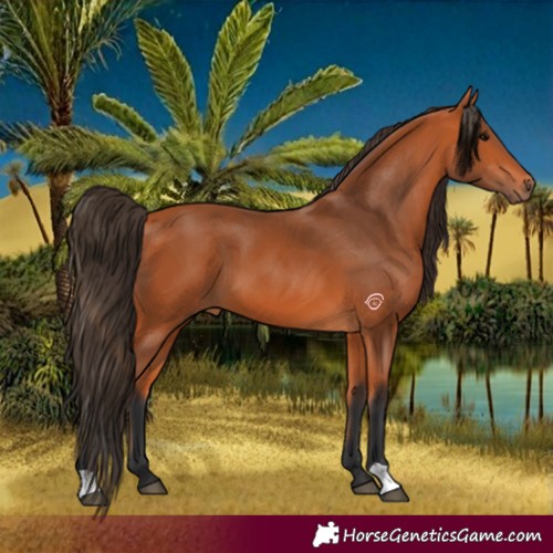 Horse Color:Bay 