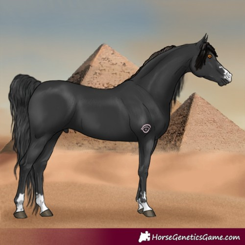 Horse Color:Black 