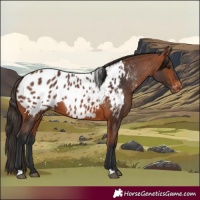 Horse Color:Bay Appaloosa Rabicano
