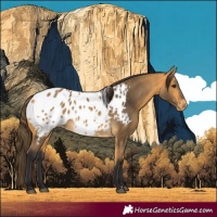 Horse Color:Buckskin Appaloosa 