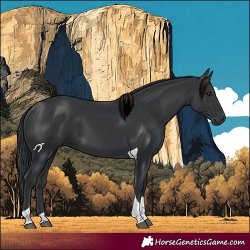Horse Color:Black Tobiano 
