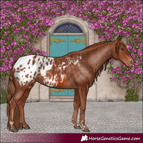 Horse Color:Chestnut Appaloosa 