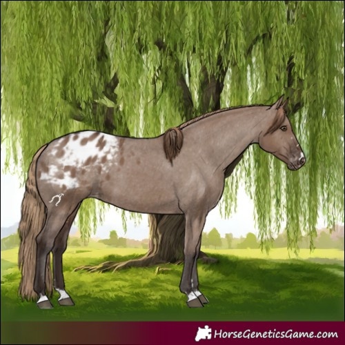 Horse Color:Liver Red Dun Appaloosa