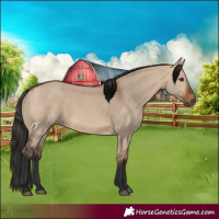 Horse Color:Bay Dun 
