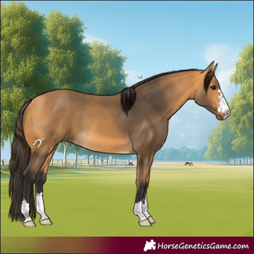 Horse Color:Buckskin 