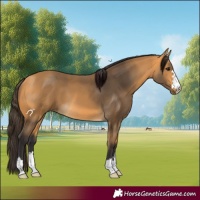 Horse Color:Buckskin 