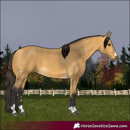 Horse Color:Buckskin 