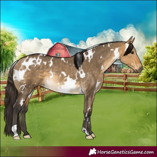 Horse Color:White Spotted Buckskin Dun Rabicano 