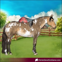Horse Color:White Spotted Buckskin Dun Rabicano 