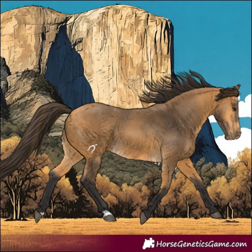 Horse Color:Buckskin 