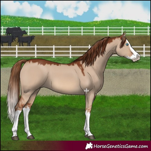 Horse Color:Red Dun Splash 