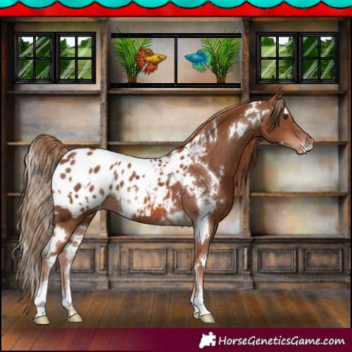 Horse Color:White Spotted Chestnut Appaloosa 