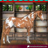 Horse Color:White Spotted Chestnut