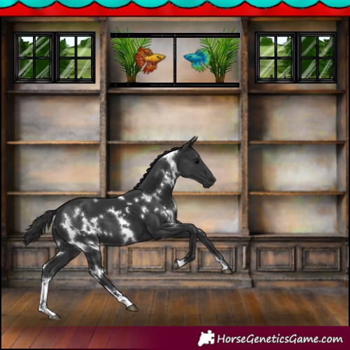 Horse Color:White Spotted Black 