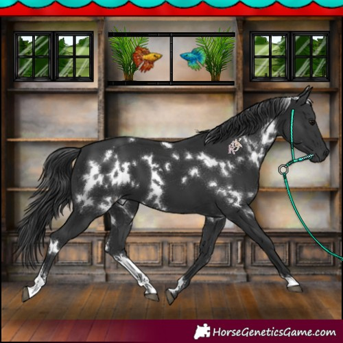 Horse Color:White Spotted Black 