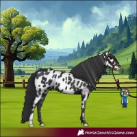Horse Color:Black Near Leopard 
