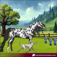 Horse Color:Black Near Leopard 