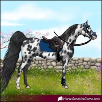 Horse Color:Black Appaloosa 