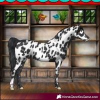 Horse Color:Black Appaloosa