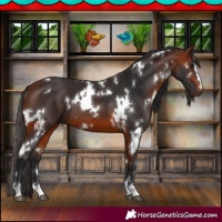 Horse Color:White Spotted Bay
