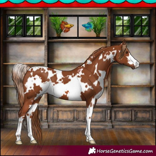 Horse Color:White Spotted Chestnut 
