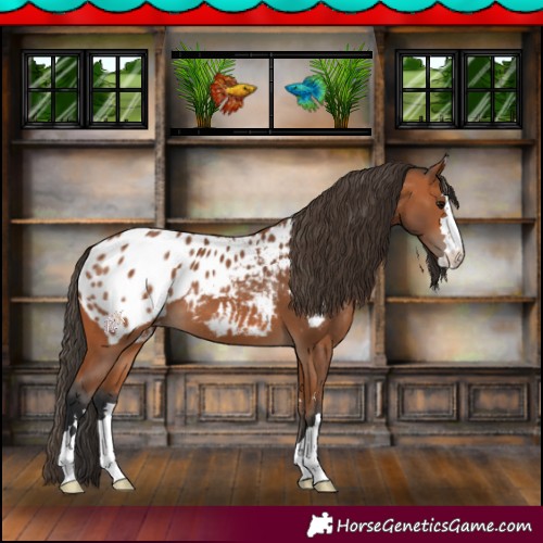 Horse Color:Bay Blanket 
