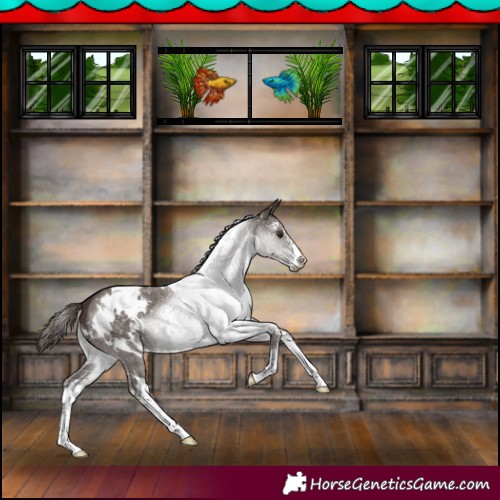 Horse Color:White Spotted Liver Chestnut Sabino 