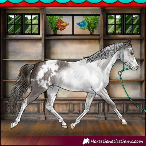 Horse Color:White Spotted Liver Chestnut Sabino 