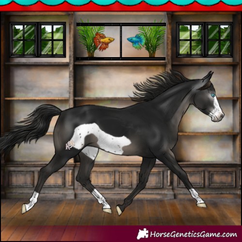 Horse Color:Gray Black Frame 
