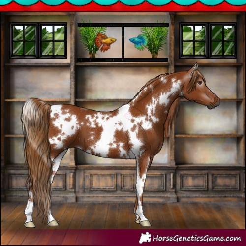 Horse Color:Gray White Spotted Chestnut 