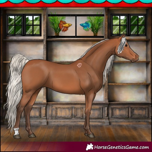 Horse Color:Silver Bay 