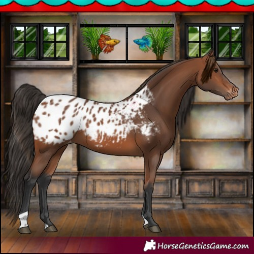 Horse Color:Bay Appaloosa 