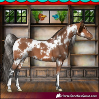 Horse Color:White Spotted Bay