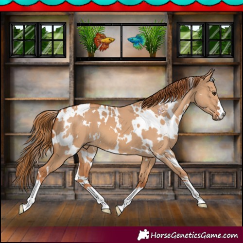 Horse Color:White Spotted Red Dun 