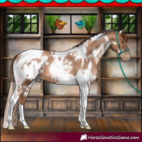 Horse Color:White Spotted Liver Chestnut Pearl Tobiano 