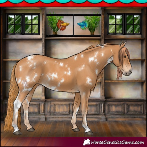 Horse Color:White Spotted Chestnut 