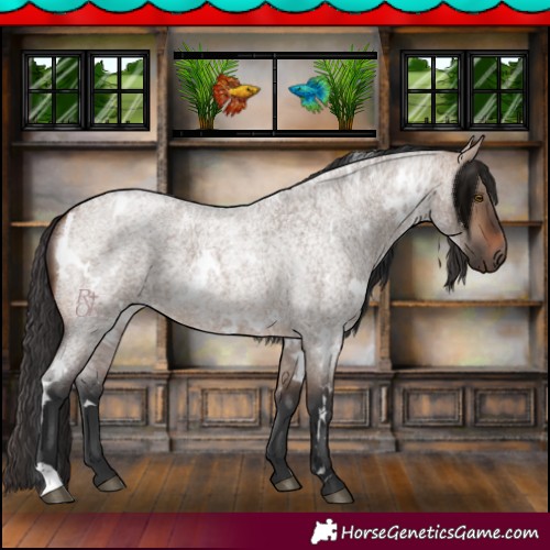 Horse Color:White Spotted Brown Roan Dun 