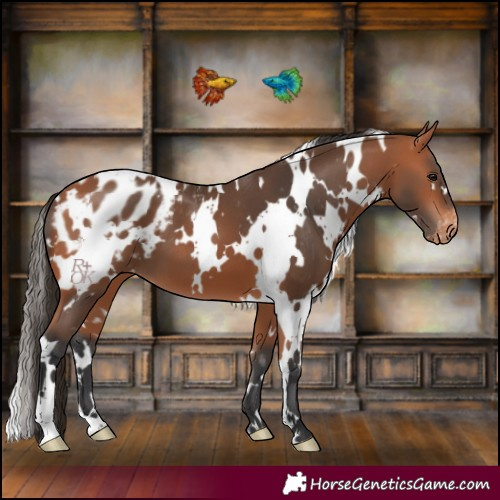Horse Color:White Spotted Bay Blanket 