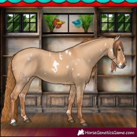 Horse Color:White Spotted Red Dun 
