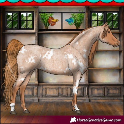 Horse Color:White Spotted Red Roan 