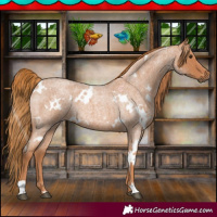 Horse Color:White Spotted Red Roan