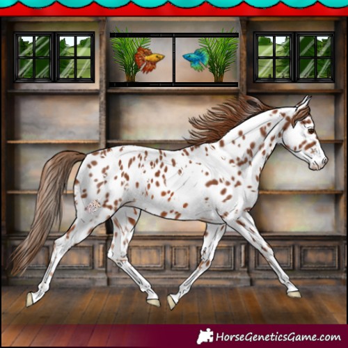 Horse Color:White Spotted Chestnut Appaloosa 