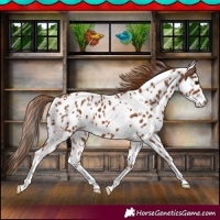 Horse Color:White Spotted Chestnut Appaloosa
