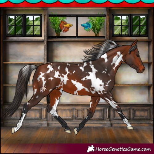 Horse Color:White Spotted Bay 