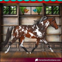 Horse Color:White Spotted Bay