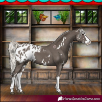 Horse Color:White Spotted Silver Black Splash Appaloosa 
