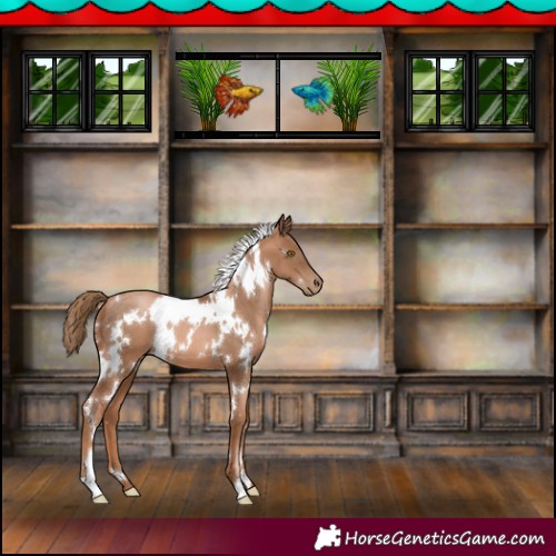 Horse Color:White Spotted Liver Chestnut Pearl 