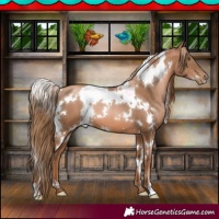 Horse Color:White Spotted Liver Chestnut Pearl