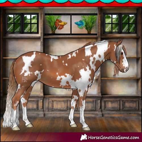 Horse Color:White Spotted Chestnut